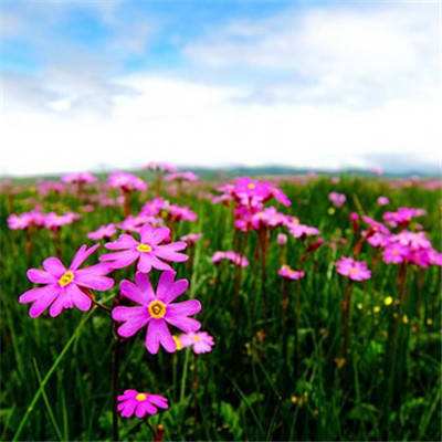 B体育手机版在线下载手机版